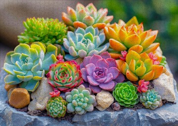 Enjoy Puzzle - Succulents - 1000 Stukjes 3
